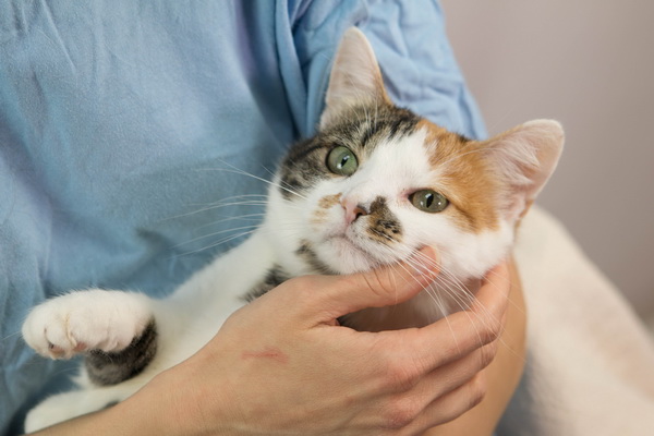 Ежегодная выставка «Доброкот» в котокафе CatStory