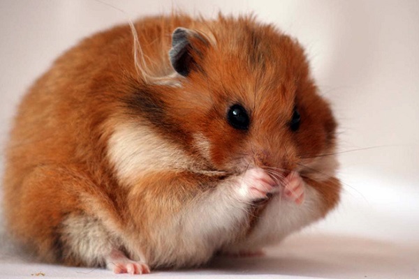 Выставка животных «ZooFest-2018»