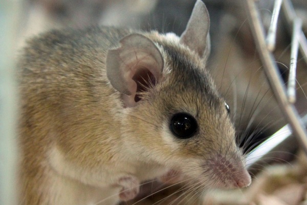 Выставка животных «ZooFest-2018»