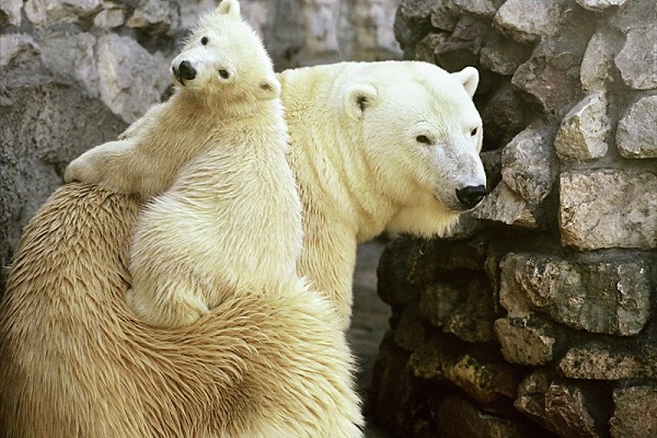 Фотовыставка «Портреты животных»