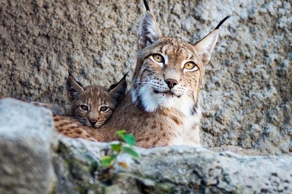 Фотовыставка «Портреты животных»