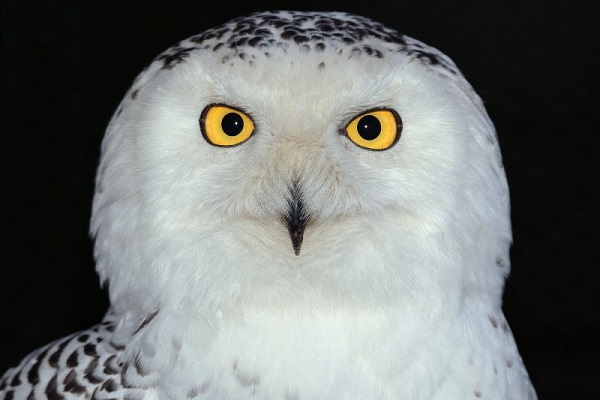 Фотовыставка «Портреты животных»