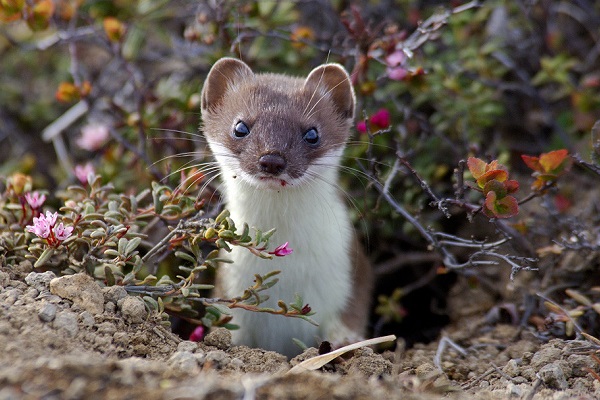 Фотовыставка «Сто заповедных лет»