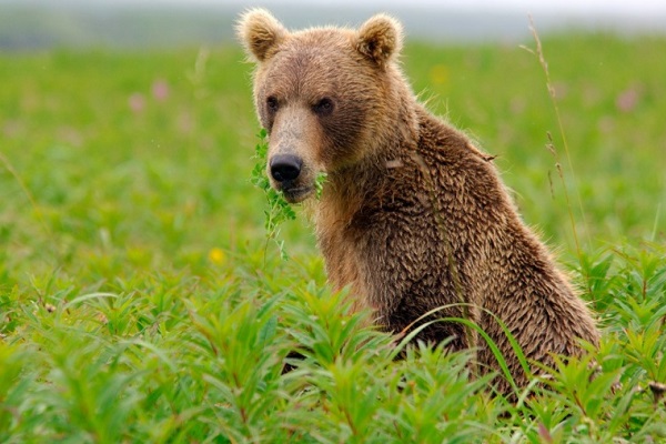 Фотовыставка «Сто заповедных лет»
