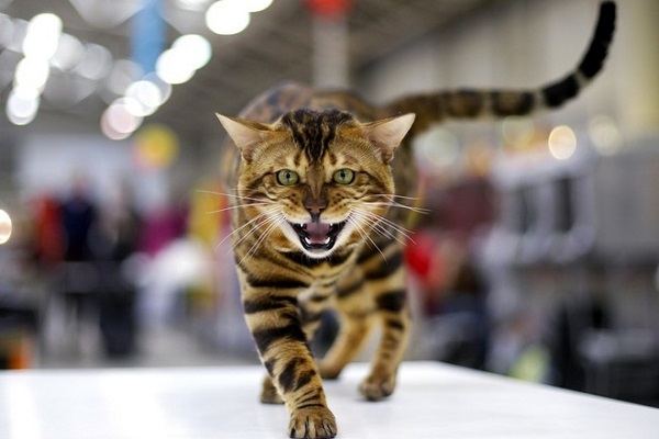 Международная выставка кошек «Грандиозная КотоЯрмарка»