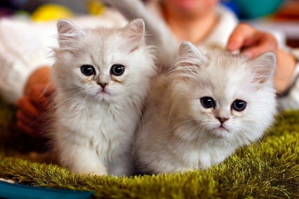 Международная выставка кошек «Грандиозная КотоЯрмарка»