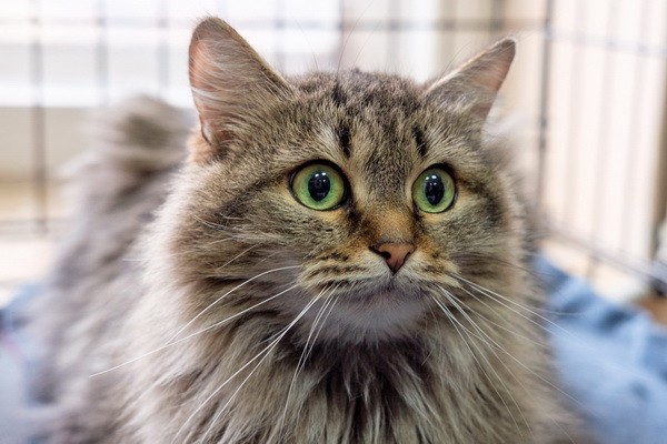 Выставка кошек в добрые руки «Неслучайная встреча»