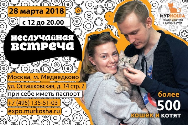 Выставка кошек в добрые руки «Неслучайная встреча»