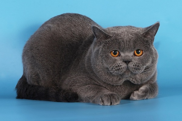 Выставка кошек «Весенняя Котомания»