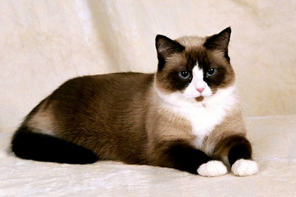 Выставка кошек «Весенняя Котомания»