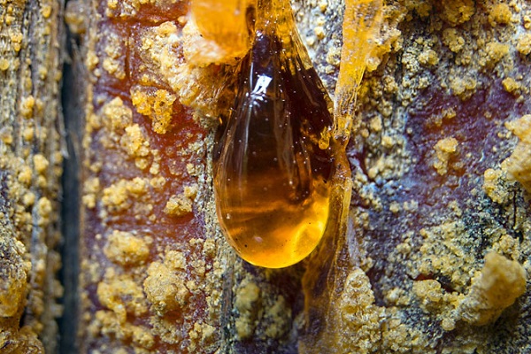 Выставка «Парк Янтарного Периода»