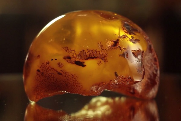 Выставка «Парк Янтарного Периода»