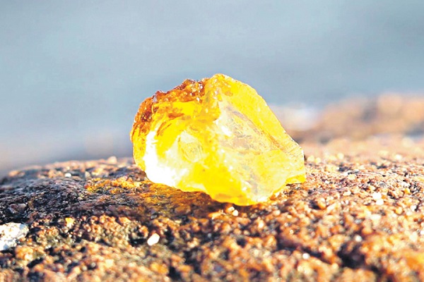 Выставка «Парк Янтарного Периода»