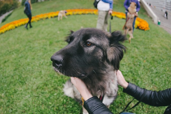 Выставка бездомных собак «Надо брать! Весной!»