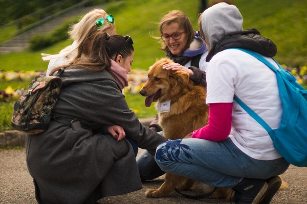 Выставка бездомных собак «Надо брать! Весной!»