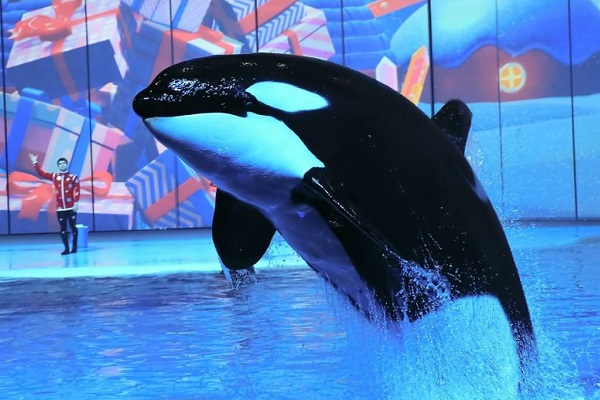 Шоу-спектакль «Сон в летнюю ночь»