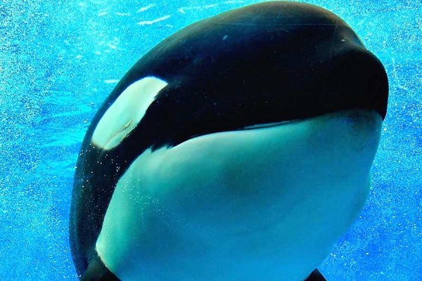 Шоу-спектакль «Сон в летнюю ночь»