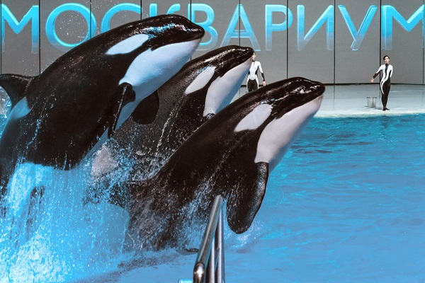 Шоу-спектакль «Сон в летнюю ночь»