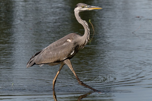 Фотовыставка «Тайны поющих лесов и полей»