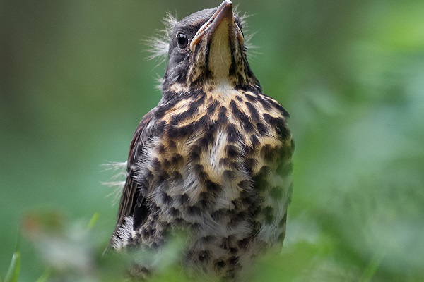Фотовыставка «Тайны поющих лесов и полей»