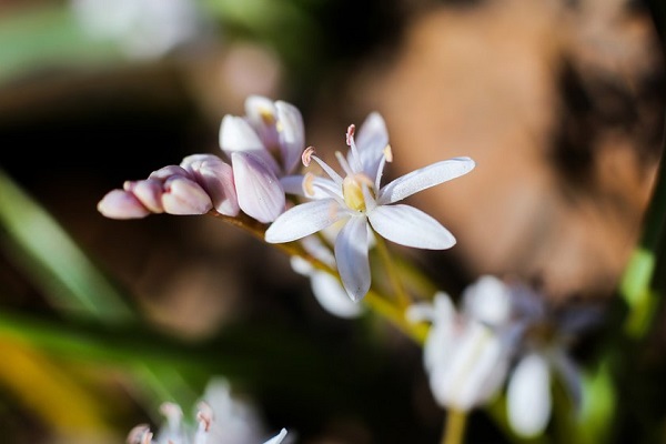 Выставка «Растения средней полосы европейской части России»