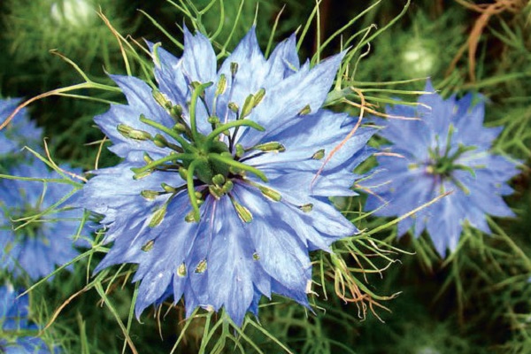 Выставка «Растения средней полосы европейской части России»