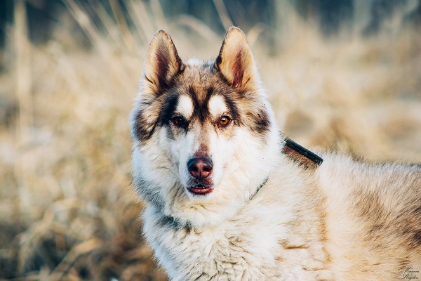 Фестиваль «Собаки в городе. Снова!»