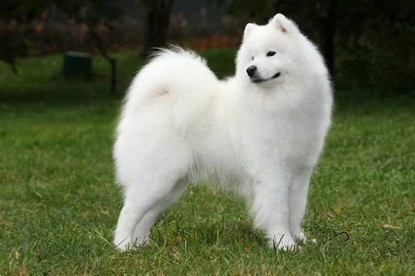 Фестиваль «Собаки в городе. Снова!»