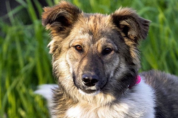 Фестиваль «Собаки в городе. Снова!»