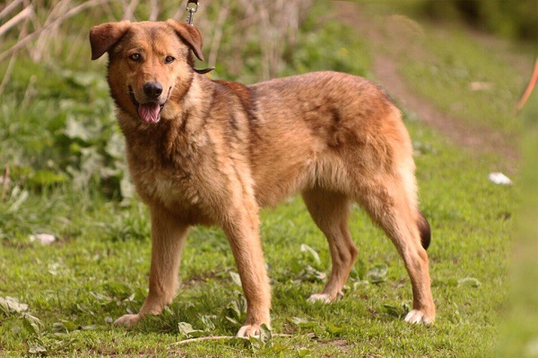 Фестиваль «Собаки в городе. Снова!»