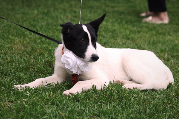 Фестиваль «Собаки в городе. Снова!»