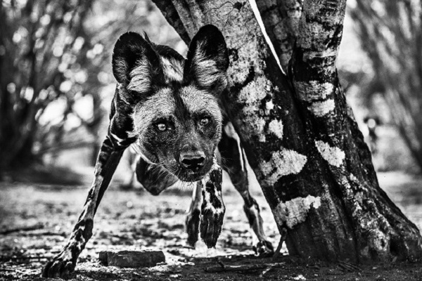 Фотовыставка «Встречи с дикой природой»