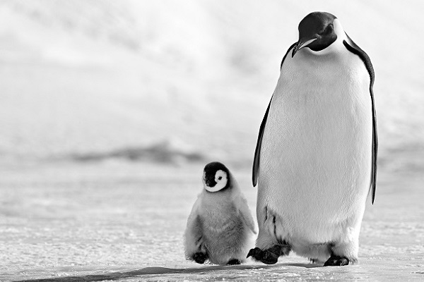 Фотовыставка «Встречи с дикой природой»