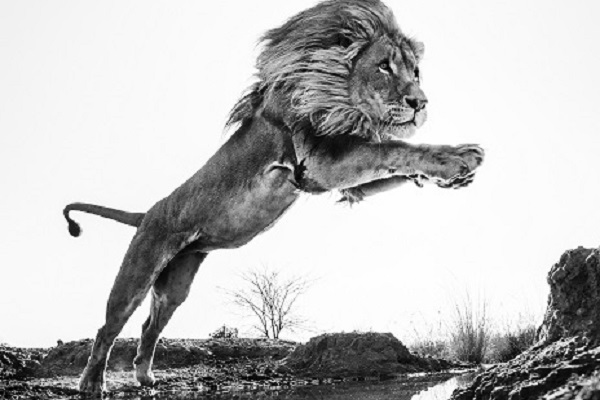 Фотовыставка «Встречи с дикой природой»