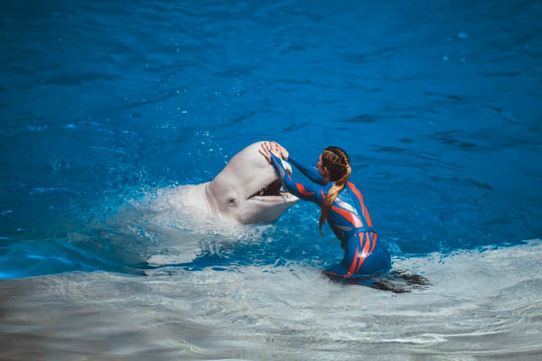 Премьера в Москвариуме на ВДНХ – 1 июня!