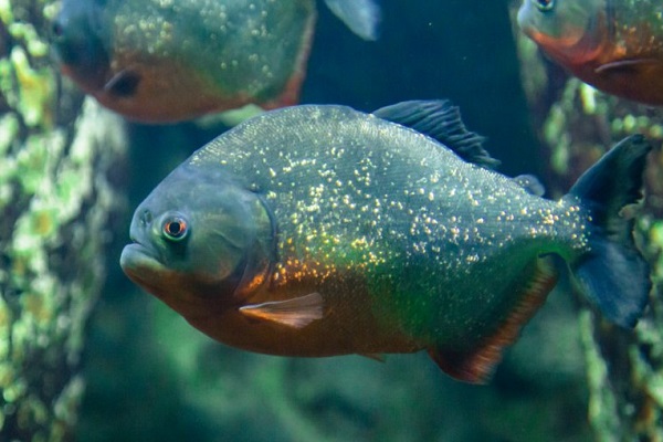 Фотовыставка «Пугающая бездна»