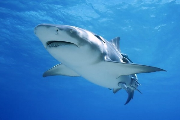 Фотовыставка «Пугающая бездна»