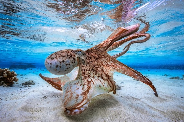 Фотовыставка «Пугающая бездна»