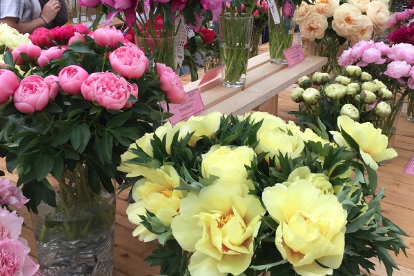 Выставка «Месяц пионов и ирисов»