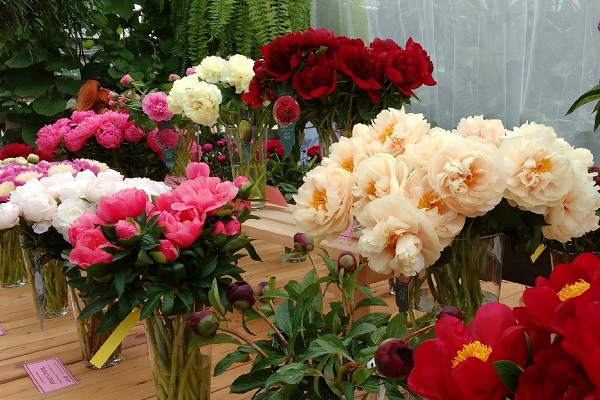 Выставка «Месяц пионов и ирисов»