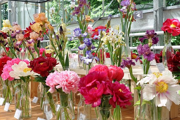 Выставка «Месяц пионов и ирисов»
