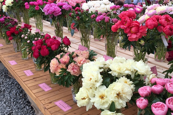 Выставка «Месяц пионов и ирисов»