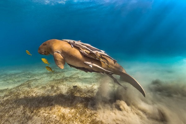 Фестиваль подводной фотографии «Дикий подводный мир – 2018»