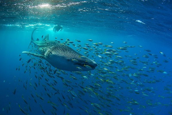 Фестиваль подводной фотографии «Дикий подводный мир – 2018»