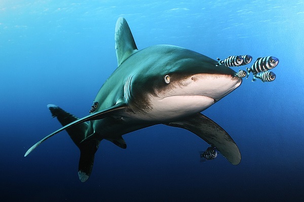 Фестиваль подводной фотографии «Дикий подводный мир – 2018»