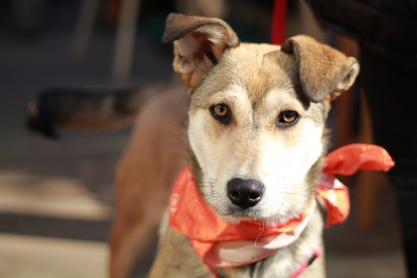 Благотворительный фестиваль «Собаки, которые любят»