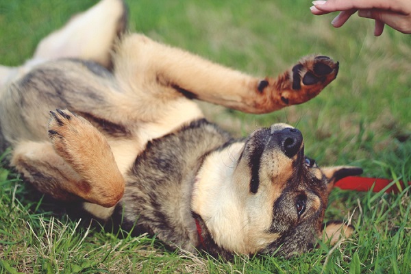 Благотворительный фестиваль «Собаки, которые любят»