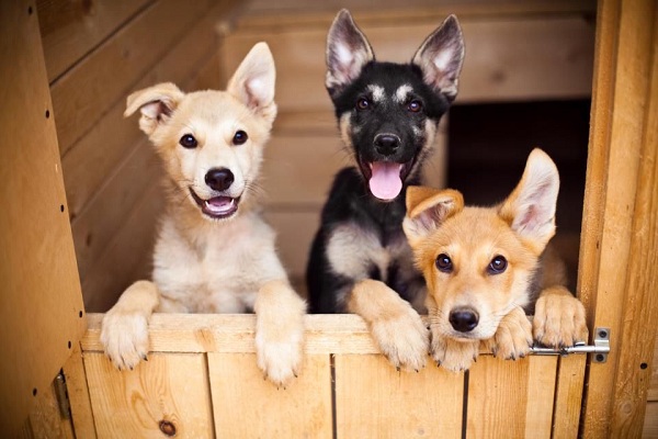 Благотворительный фестиваль «Собаки, которые любят»