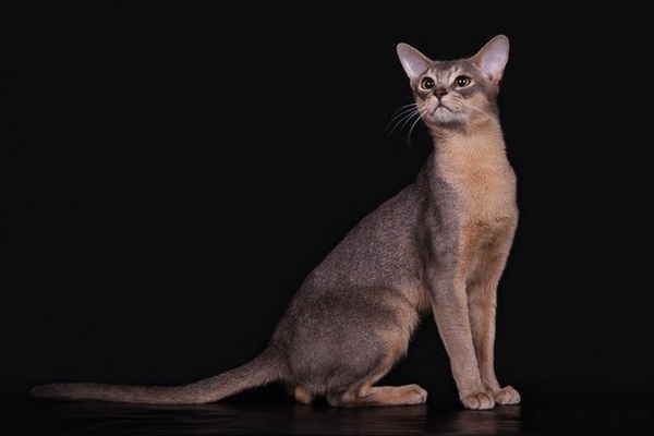 Юбилейная выставка кошек «Pearl Jubilee Show»