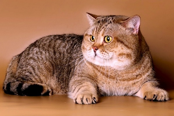 Юбилейная выставка кошек «Pearl Jubilee Show»